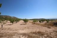 Country house with 100.000M2 olives and Almonds in Alicante Dream Homes Castalla 