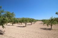 Maison de campagne avec 100.000M2 d'olives et d'amandes in Alicante Dream Homes Castalla 