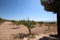 Maison de campagne avec 100.000M2 d'olives et d'amandes in Alicante Dream Homes Castalla 