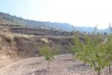 Non Building plot in Encebras Pinoso  in Alicante Dream Homes Castalla 