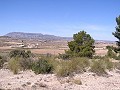 Building land in Pinoso in Alicante Dream Homes Castalla 