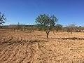 Plots of Land for Sale in Salinas, Alicante in Alicante Dream Homes Castalla 