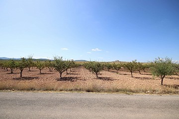 Terreno edificable con almendros