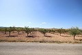 Building plot of land with almond trees in Alicante Dream Homes Castalla 