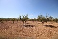 Building plot of land with almond trees in Alicante Dream Homes Castalla 