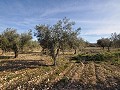 15 000 m2 de terrain constructible à Salinas avec eau - fermeture électrique in Alicante Dream Homes Castalla 