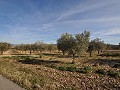 15 000 m2 de terrain constructible à Salinas avec eau - fermeture électrique in Alicante Dream Homes Castalla 