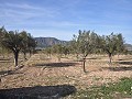 15,000m2 of building land in Salinas with water - electric close in Alicante Dream Homes Castalla 