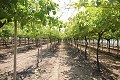 Großes Landhaus mit Marmorgeschäft und Weinplantage in Alicante Dream Homes Castalla 