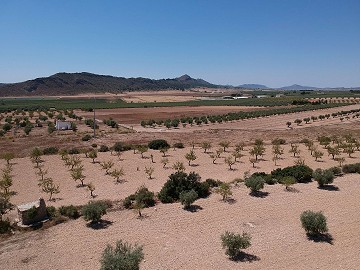 Terrain à bâtir avec eau, électricité et arbres