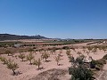 Terrain à bâtir avec eau, électricité et arbres in Alicante Dream Homes Castalla 