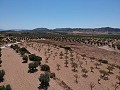 Solar edificable con agua, luz y árboles in Alicante Dream Homes Castalla 