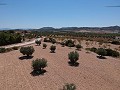 Building plot with water, electricity and trees in Alicante Dream Homes Castalla 