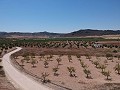 Solar edificable con agua, luz y árboles in Alicante Dream Homes Castalla 