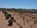 Terrain à bâtir avec eau, électricité et arbres in Alicante Dream Homes Castalla 