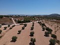 Terrain à bâtir avec eau, électricité et arbres in Alicante Dream Homes Castalla 