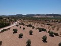 Solar edificable con agua, luz y árboles in Alicante Dream Homes Castalla 