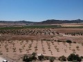 Solar edificable con agua, luz y árboles in Alicante Dream Homes Castalla 