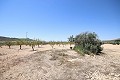 Terrain à bâtir avec eau, électricité et arbres in Alicante Dream Homes Castalla 