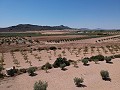 Solar edificable con agua, luz y árboles in Alicante Dream Homes Castalla 