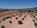 Terrain à bâtir avec eau, électricité et arbres in Alicante Dream Homes Castalla 