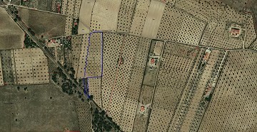 12000m2 de terrain constructible, accès goudronné à Biar