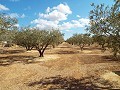 Huis in Caudete om te bouwen, Albacete in Alicante Dream Homes Castalla 