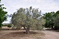 Landhuis met 3 slaapkamers op een groot perceel in Alicante Dream Homes Castalla 