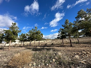 Urban Building plot in Salinas