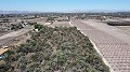 Non building plot of land in Elche with palm trees in Alicante Dream Homes Castalla 