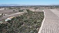 Non building plot of land in Elche with palm trees in Alicante Dream Homes Castalla 