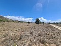 16,200m2 of land in Sax - Santa Eulalia in Alicante Dream Homes Castalla 