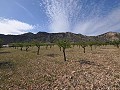 Legales Baugrundstück mit Stadtwasser und Strom in Salinas bei Sax in Alicante Dream Homes Castalla 