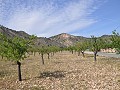 Legales Baugrundstück mit Stadtwasser und Strom in Salinas bei Sax in Alicante Dream Homes Castalla 