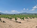 2 Parcelles à Salinas avec eau et électricité in Alicante Dream Homes Castalla 