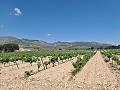 2 Parcelles à Salinas avec eau et électricité in Alicante Dream Homes Castalla 