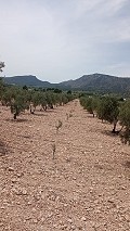 Terrain à bâtir à Salinas avec électricité à proximité et eau in Alicante Dream Homes Castalla 