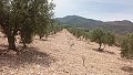 Terrain à bâtir à Salinas avec électricité à proximité et eau in Alicante Dream Homes Castalla 