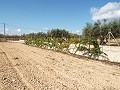 Grande maison de campagne, à distance de marche de la ville in Alicante Dream Homes Castalla 