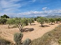 Terrain à Sax avec eau et petite maison in Alicante Dream Homes Castalla 