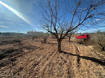 None Building Plot in Rodriguillo, Pinoso