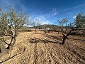 Geen Bouwgrond in Rodriguillo, Pinoso in Alicante Dream Homes Castalla 