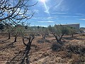 Terrain à Bâtir à Rodriguillo, Pinoso in Alicante Dream Homes Castalla 