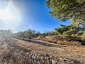 Enorme casa en el campo con parcelas en Pinoso in Alicante Dream Homes Castalla 