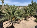 Villa mit 3 Schlafzimmern und 2 Bädern. Gehen Sie in die Stadt Novelda in Alicante Dream Homes Castalla 