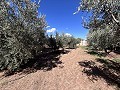 Maison de campagne à rénover à Jumilla in Alicante Dream Homes Castalla 