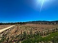 5000 Quadratmeter großes Grundstück mit unglaublicher Aussicht in Yecla in Alicante Dream Homes Castalla 