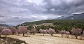 Finca mit 7 Schlafzimmern und 8 Bädern in Alcoy in Alicante Dream Homes Castalla 