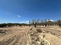 Charming country house to renovate in Monóvar in Alicante Dream Homes Castalla 