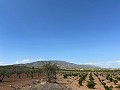 Large Parcel of Land with Olive Trees in Alicante Dream Homes Castalla 